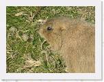 011 Prairie Dog * Isn't he cute? * 2048 x 1536 * (600KB)